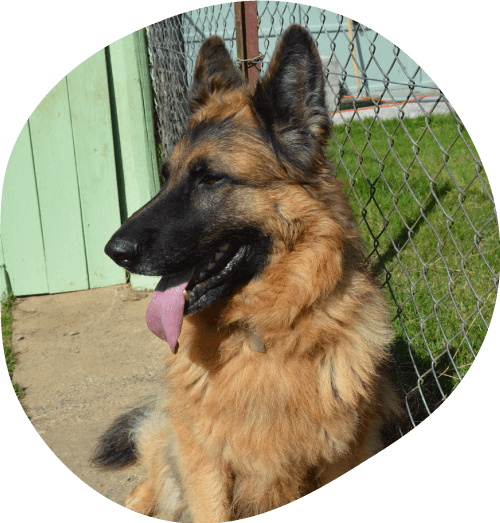 Photo of a dog, a German Shepherd, boarding at The Pet Hotel